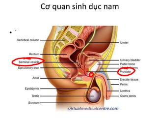 Cơ quan sinh dục nam 
• Tuyến túi tinh 
 
