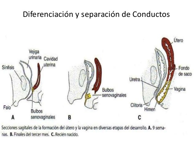 Medicina Humana