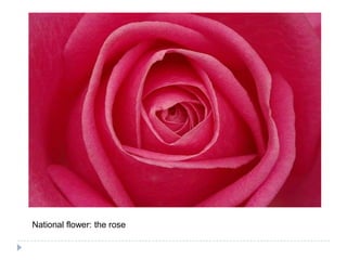 National flower: the rose