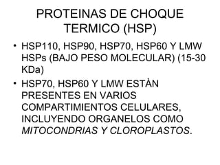 PROTEINAS DE CHOQUE
       TERMICO (HSP)
• HSP110, HSP90, HSP70, HSP60 Y LMW
  HSPs (BAJO PESO MOLECULAR) (15-30
  KDa)
• HSP70, HSP60 Y LMW ESTÀN
  PRESENTES EN VARIOS
  COMPARTIMIENTOS CELULARES,
  INCLUYENDO ORGANELOS COMO
  MITOCONDRIAS Y CLOROPLASTOS.
 