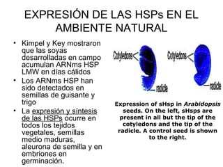 EXPRESIÓN DE LAS HSPs EN EL
       AMBIENTE NATURAL
• Kimpel y Key mostraron
  que las soyas
  desarrolladas en campo
  acumulan ARNms HSP
  LMW en días cálidos
• Los ARNms HSP han
  sido detectados en
  semillas de guisante y
  trigo                      Expression of sHsp in Arabidopsis
• La expresión y síntesis       seeds. On the left, sHsps are
  de las HSPs ocurre en        present in all but the tip of the
  todos los tejidos             cotyledons and the tip of the
  vegetales, semillas         radicle. A control seed is shown
  medio maduras,                         to the right.
  aleurona de semilla y en
  embriones en
  germinación.
 