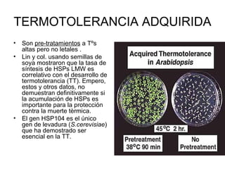 TERMOTOLERANCIA ADQUIRIDA
• Son pre-tratamientos a Tºs
  altas pero no letales .
• Lin y col. usando semillas de
  soya mostraron que la tasa de
  síntesis de HSPs LMW es
  correlativo con el desarrollo de
  termotolerancia (TT). Empero,
  estos y otros datos, no
  demuestran definitivamente si
  la acumulación de HSPs es
  importante para la protección
  contra la muerte tèrmica.
• El gen HSP104 es el único
  gen de levadura (S.cerevisiae)
  que ha demostrado ser
  esencial en la TT.
 