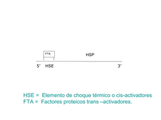 FTA
                        HSP

     5’   HSE                       3’




HSE = Elemento de choque térmico o cis-activadores
FTA = Factores proteicos trans –activadores.
 