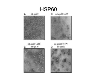 HSP60
 