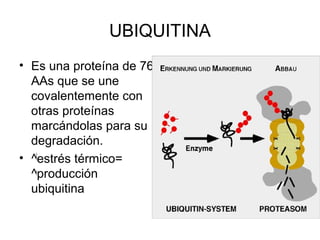 UBIQUITINA
• Es una proteína de 76
  AAs que se une
  covalentemente con
  otras proteínas
  marcándolas para su
  degradación.
• ^estrés térmico=
  ^producción
  ubiquitina
 