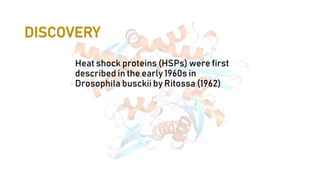 DISCOVERY
Heat shock proteins (HSPs) were first
described in the early 1960s in
Drosophila busckii by Ritossa (1962)
 