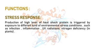 FUNCTIONS :
STRESS RESPONSE:
Production of high level of heat shock protein is triggered by
exposure to different kind of environmental stress conditions , such
as infection , inflammation , UV radiations, nitrogen deficiency (in
plants) .
 