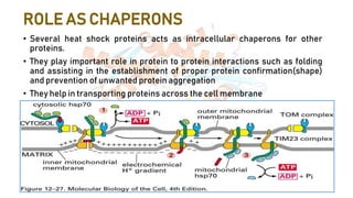 ROLE AS CHAPERONS
• Several heat shock proteins acts as intracellular chaperons for other
proteins.
• They play important role in protein to protein interactions such as folding
and assisting in the establishment of proper protein confirmation(shape)
and prevention of unwanted protein aggregation
• They help in transporting proteins across the cell membrane
 