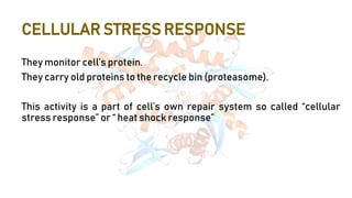 CELLULAR STRESS RESPONSE
They monitor cell’s protein.
They carry old proteins to the recycle bin (proteasome).
This activity is a part of cell’s own repair system so called “cellular
stress response” or “ heat shock response”
 