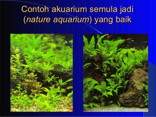 Hsp Ikan Hisan