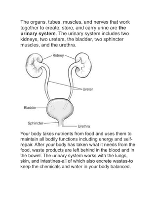 The organs, tubes, muscles, and nerves that work
together to create, store, and carry urine are the
urinary system. The urinary system includes two
kidneys, two ureters, the bladder, two sphincter
muscles, and the urethra.




Your body takes nutrients from food and uses them to
maintain all bodily functions including energy and self-
repair. After your body has taken what it needs from the
food, waste products are left behind in the blood and in
the bowel. The urinary system works with the lungs,
skin, and intestines-all of which also excrete wastes-to
keep the chemicals and water in your body balanced.
 