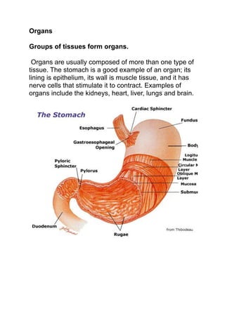 Organs

Groups of tissues form organs.

 Organs are usually composed of more than one type of
tissue. The stomach is a good example of an organ; its
lining is epithelium, its wall is muscle tissue, and it has
nerve cells that stimulate it to contract. Examples of
organs include the kidneys, heart, liver, lungs and brain.
 