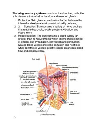 The integumentary system consists of the skin, hair, nails, the
subcutaneous tissue below the skin,and assorted glands.
 1. Protection: Skin gives an anatomical barrier between the
    internal and external environment in bodily defence;
 2. 2. Sensation: Skin contains a variety of nerve endings
    that react to heat, cold, touch, pressure, vibration, and
    tissue injury
 3. Heat regulation: The skin contains a blood supply far
    greater than its requirements which allows precise control
    of energy loss by radiation, convection and conduction.
    Dilated blood vessels increase perfusion and heat loss
    while constricted vessels greatly reduce cutaneous blood
    ﬂow and conserve heat.




 4.
 