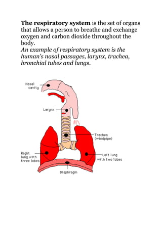 The respiratory system is the set of organs
that allows a person to breathe and exchange
oxygen and carbon dioxide throughout the
body.
An example of respiratory system is the
human's nasal passages, larynx, trachea,
bronchial tubes and lungs.
 
