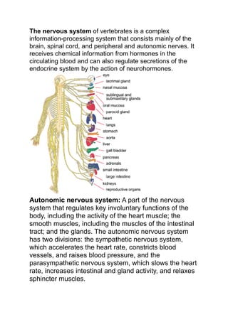 The nervous system of vertebrates is a complex
information-processing system that consists mainly of the
brain, spinal cord, and peripheral and autonomic nerves. It
receives chemical information from hormones in the
circulating blood and can also regulate secretions of the
endocrine system by the action of neurohormones.




Autonomic nervous system: A part of the nervous
system that regulates key involuntary functions of the
body, including the activity of the heart muscle; the
smooth muscles, including the muscles of the intestinal
tract; and the glands. The autonomic nervous system
has two divisions: the sympathetic nervous system,
which accelerates the heart rate, constricts blood
vessels, and raises blood pressure, and the
parasympathetic nervous system, which slows the heart
rate, increases intestinal and gland activity, and relaxes
sphincter muscles.
 