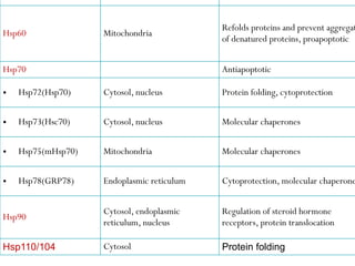 Hsp60 Mitochondria
Refolds proteins and prevent aggregat
of denatured proteins, proapoptotic
Hsp70 Antiapoptotic
• Hsp72(Hsp70) Cytosol, nucleus Protein folding, cytoprotection
• Hsp73(Hsc70) Cytosol, nucleus Molecular chaperones
• Hsp75(mHsp70) Mitochondria Molecular chaperones
• Hsp78(GRP78) Endoplasmic reticulum Cytoprotection, molecular chaperone
Hsp90
Cytosol, endoplasmic
reticulum, nucleus
Regulation of steroid hormone
receptors, protein translocation
Hsp110/104 Cytosol Protein folding
 
