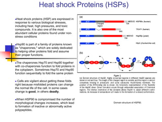 Heat shock Proteins (HSPs)
Heat shock proteins (HSP) are expressed in
response to various biological stresses,
including heat, high pressures, and toxic
compounds. It is also one of the most
abundant cellular proteins found under non-
stress conditions
Hsp90 is part of a family of proteins known
as "chaperones," which are solely dedicated
to helping other proteins fold and assume
their proper functions.
The chaperones Hsp70 and Hsp90 together
with co-chaperones function to fold proteins in
the cytoplasm. Sometimes Hsp70 and Hsp90
function sequentially to fold the same protein
 Cells are vigilant about getting these folds
right because misfolded proteins can change
the normal life of the cell. In some cases
change is good, in others deadly.
When HSP90 is compromised the number of
morphological changes increases, which lead
to formation of inactive or abnormally active
polypeptides.
Domain structure of HSP90.
 