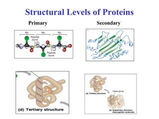 Structural Levels of Proteins
Primary Secondary
 