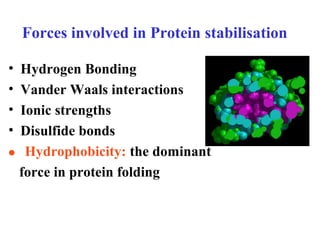 • Hydrogen Bonding
• Vander Waals interactions
• Ionic strengths
• Disulfide bonds
 Hydrophobicity: the dominant
force in protein folding
Forces involved in Protein stabilisation
 