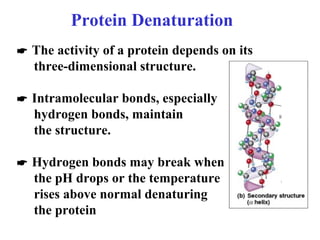 Protein Denaturation
 The activity of a protein depends on its
three-dimensional structure.
 Intramolecular bonds, especially
hydrogen bonds, maintain
the structure.
 Hydrogen bonds may break when
the pH drops or the temperature
rises above normal denaturing
the protein
 