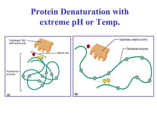 Protein Denaturation with
extreme pH or Temp.
 
