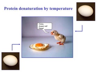 Protein denaturation by temperature
 