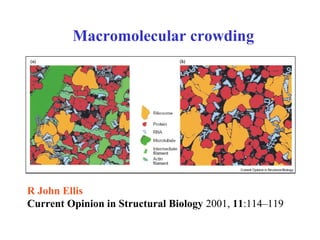 R John Ellis
Current Opinion in Structural Biology 2001, 11:114–119
Macromolecular crowding
 