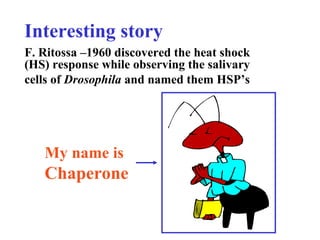 Interesting story
F. Ritossa –1960 discovered the heat shock
(HS) response while observing the salivary
cells of Drosophila and named them HSP’s
My name is
Chaperone
 