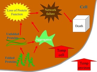 Temp
environ
Temp
cell
Folded
Proteins
Unfolded
Proteins
Aggregates
Loss of Protein
Function
Network
failure
Death
Cell
 