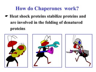 How do Chaperones work?
 Heat shock proteins stabilize proteins and
are involved in the folding of denatured
proteins
 