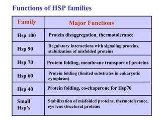 Hsp 100
Hsp 90
Hsp 60
Hsp 70
Small
Hsp’s
Hsp 40
Family Major Functions
Protein disaggregation, thermotolerance
Regulatory interactions with signaling proteins,
stabilization of misfolded proteins
Protein folding, membrane transport of proteins
Protein folding (limited substrates in eukaryotic
cytoplasm)
Protein folding, co-chaperone for Hsp70
Stabilization of misfolded proteins, thermotolerance,
eye lens structural proteins
Functions of HSP families
 