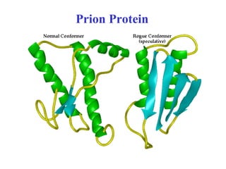 Prion Protein
 