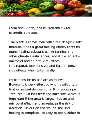 www.onislam.net
- 169 -
India and Sudan, and is used mainly for
cosmetic purposes.
The plant is sometimes called the "Magic Plant"
because it has a great healing effect, contains
many healing substances like tannine and
other glue-like substances, and it has an anti-
microbial and an anti-viral effect.
It is natural, inexpensive, and has no known
side effects when taken orally.
Indications for its use are as follows:
Burns: It is very effective when applied to a
first or second degree burn. It: -reduces pain.
-reduces fluid loss from the burn site, which is
important if the area is large. -has an anti-
microbial effect, and so reduces the risk of
infection. -sticks on the wound site until
healing is complete. -is easy to apply either in
 
