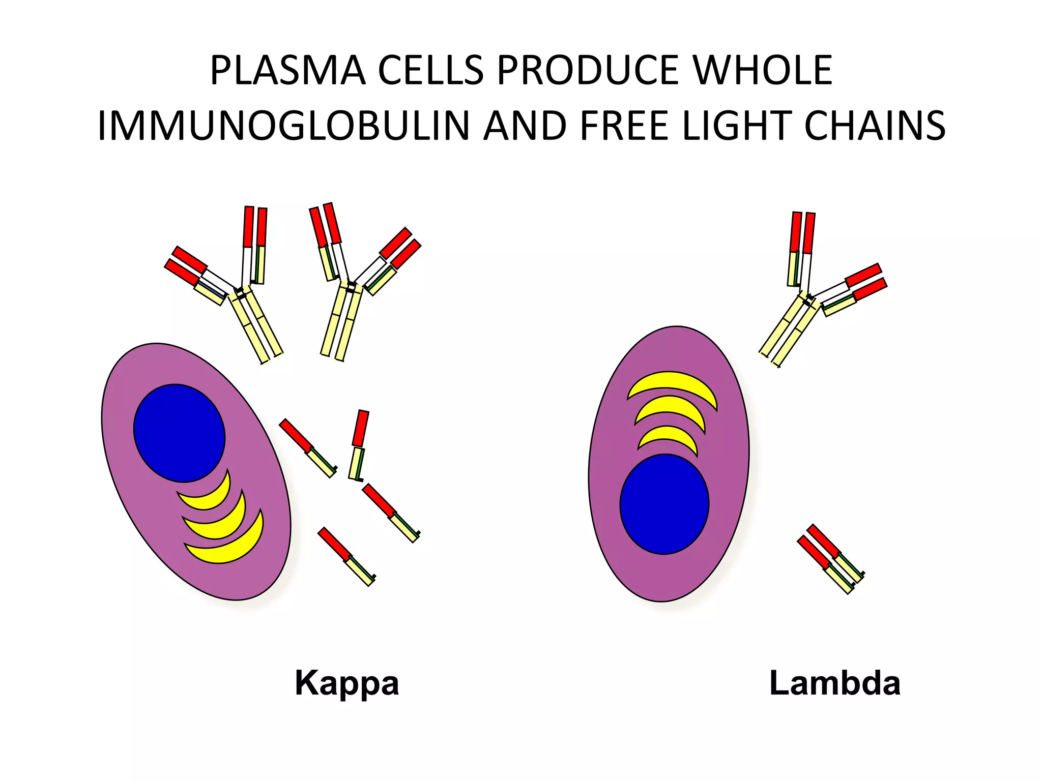 Serum Free Light Chains | PPTX