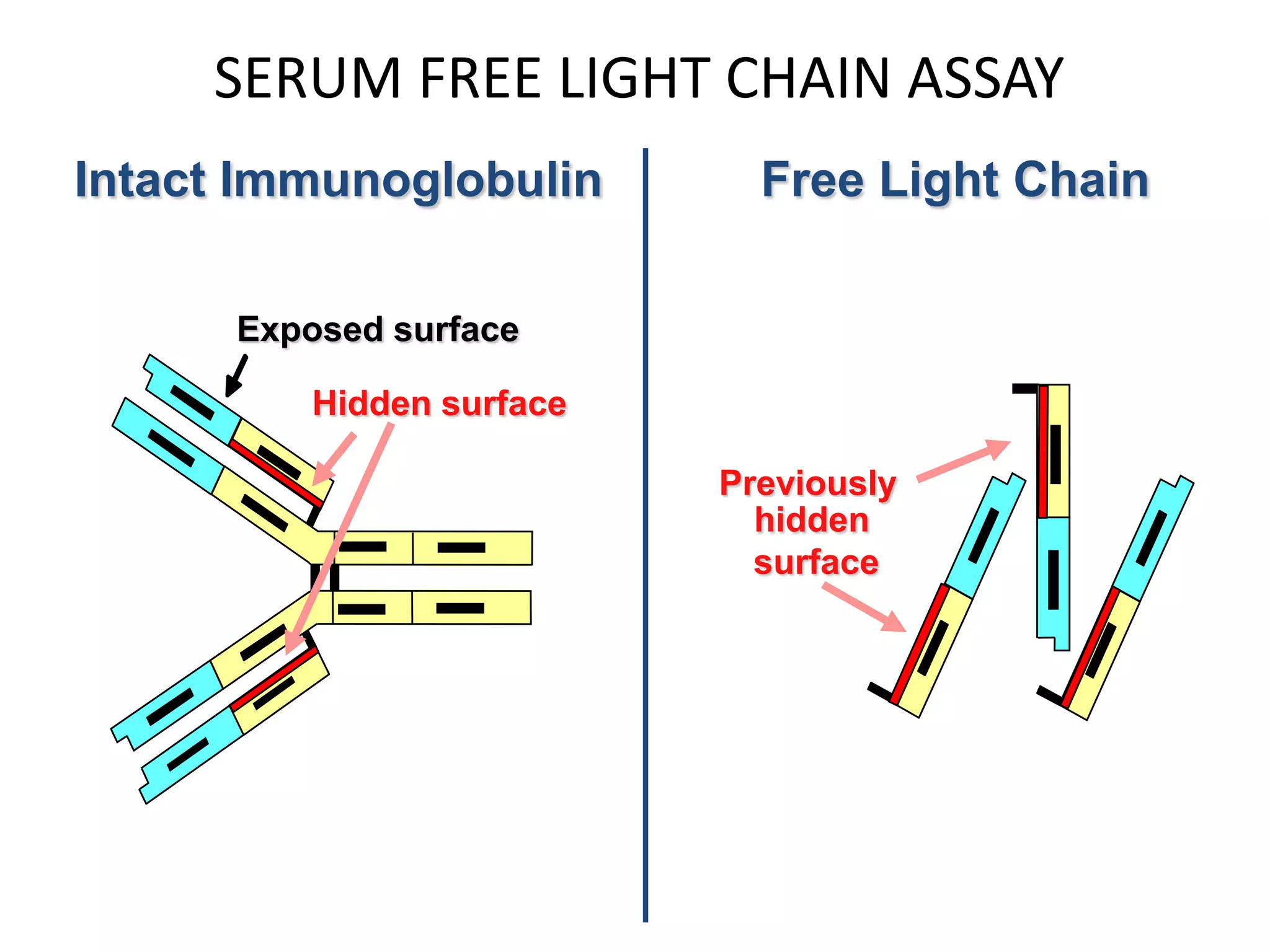 Serum Free Light Chains | PPTX