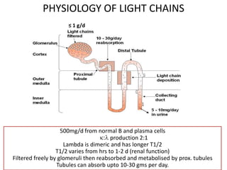 PHYSIOLOGY OF LIGHT CHAINS ≤ 1 g/d500mg/d from normal B and plasma cellsk:l production 2:1Lambda is dimeric and has longer T1/2T1/2 varies from hrs to 1-2 d (renal function)Filtered freely by glomeruli then reabsorbed and metabolised by prox. tubules Tubules can absorb upto 10-30 gms per day.