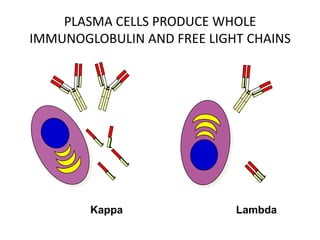 PLASMA CELLS PRODUCE WHOLE IMMUNOGLOBULIN AND FREE LIGHT CHAINSKappaLambda