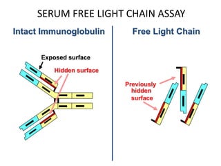 Free Light ChainKappaExposed surfaceHidden surfacePreviouslyhidden surfaceSERUM FREE LIGHT CHAIN ASSAYIntact Immunoglobulin