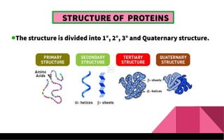STRUCTURE OF PROTEINS
The structure is divided into 1°, 2°, 3° and Quaternary structure.
 