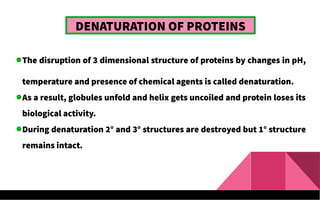 DENATURATION OF PROTEINS
The disruption of 3 dimensional structure of proteins by changes in pH,
temperature and presence of chemical agents is called denaturation.
As a result, globules unfold and helix gets uncoiled and protein loses its
biological activity.
During denaturation 2° and 3° structures are destroyed but 1° structure
remains intact.
 