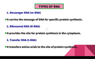 TYPES OF RNA
1. Messenger RNA (m-RNA)
It carries the message of DNA for specific protein synthesis.
2. Ribosomal RNA (R-RNA)
It provides the site for protein synthesis in the cytoplasm.
3. Transfer RNA (t-RNA)
It transfers amino acids to the site of protein synthesis.
 
