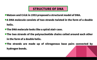STRUCTURE OF DNA
Watson and Crick in 1953 proposed a structural model of DNA.
A DNA molecule consists of two strands twisted in the form of a double
helix.
The DNA molecule looks like a spiral stair case.
The two strands of the polynucleotide chains coiled around each other
in the form of a double helix.
The strands are made up of nitrogenous base pairs connected by
hydrogen bonds.
 