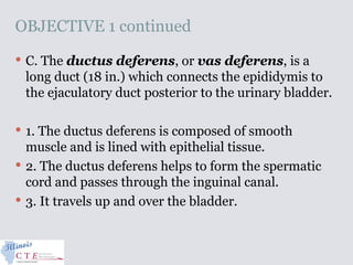 OBJECTIVE 1 continued
 C. The ductus deferens, or vas deferens, is a
long duct (18 in.) which connects the epididymis to
the ejaculatory duct posterior to the urinary bladder.
 1. The ductus deferens is composed of smooth
muscle and is lined with epithelial tissue.
 2. The ductus deferens helps to form the spermatic
cord and passes through the inguinal canal.
 3. It travels up and over the bladder.
 