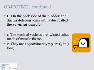 OBJECTIVE 1 continued
 D. On the back side of the bladder, the
ductus deferens joins with a duct called
the seminal vesicle.
 1. The seminal vesicles are twisted tubes
made of muscle tissue.
 2. They are approximately 7.5 cm (3 in.)
long.
 