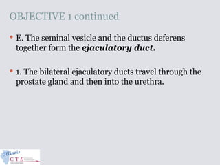 OBJECTIVE 1 continued
 E. The seminal vesicle and the ductus deferens
together form the ejaculatory duct.
 1. The bilateral ejaculatory ducts travel through the
prostate gland and then into the urethra.
 