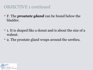 OBJECTIVE 1 continued
 F. The prostate gland can be found below the
bladder.
 1. It is shaped like a donut and is about the size of a
walnut.
 2. The prostate gland wraps around the urethra.
 