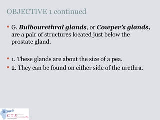 OBJECTIVE 1 continued
 G. Bulbourethral glands, or Cowper’s glands,
are a pair of structures located just below the
prostate gland.
 1. These glands are about the size of a pea.
 2. They can be found on either side of the urethra.
 