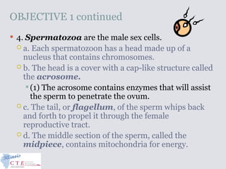 OBJECTIVE 1 continued
 4. Spermatozoa are the male sex cells.
 a. Each spermatozoon has a head made up of a
nucleus that contains chromosomes.
 b. The head is a cover with a cap-like structure called
the acrosome.
(1) The acrosome contains enzymes that will assist
the sperm to penetrate the ovum.
 c. The tail, or flagellum, of the sperm whips back
and forth to propel it through the female
reproductive tract.
 d. The middle section of the sperm, called the
midpiece, contains mitochondria for energy.
 