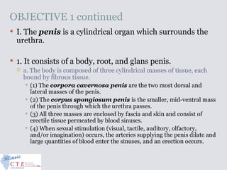 OBJECTIVE 1 continued
 I. The penis is a cylindrical organ which surrounds the
urethra.
 1. It consists of a body, root, and glans penis.
 a. The body is composed of three cylindrical masses of tissue, each
bound by fibrous tissue.
 (1) The corpora cavernosa penis are the two most dorsal and
lateral masses of the penis.
 (2) The corpus spongiosum penis is the smaller, mid-ventral mass
of the penis through which the urethra passes.
 (3) All three masses are enclosed by fascia and skin and consist of
erectile tissue permeated by blood sinuses.
 (4) When sexual stimulation (visual, tactile, auditory, olfactory,
and/or imagination) occurs, the arteries supplying the penis dilate and
large quantities of blood enter the sinuses, and an erection occurs.
 
