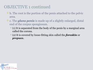 OBJECTIVE 1 continued
 b. The root is the portion of the penis attached to the pelvic
area.
 c. The glans penis is made up of a slightly enlarged, distal
end of the corpus spongiosum.
 (1) It is separated from the body of the penis by a marginal area
called the corona.
 (2) It is covered by loose-fitting skin called the foreskin or
prepuce.
 